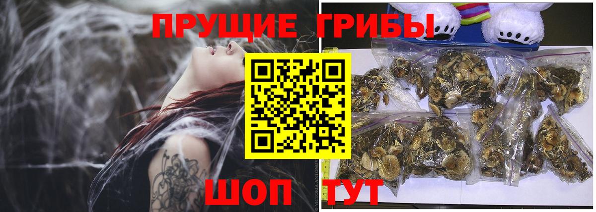 Псилоцибиновые грибы Psilocybine cubensis Камень-на-Оби